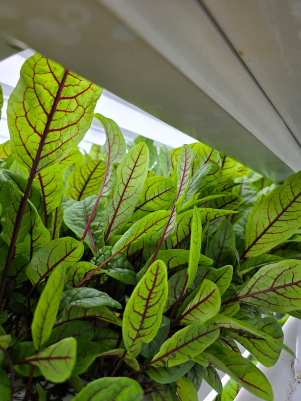 سبزی سورل ، Sorrel