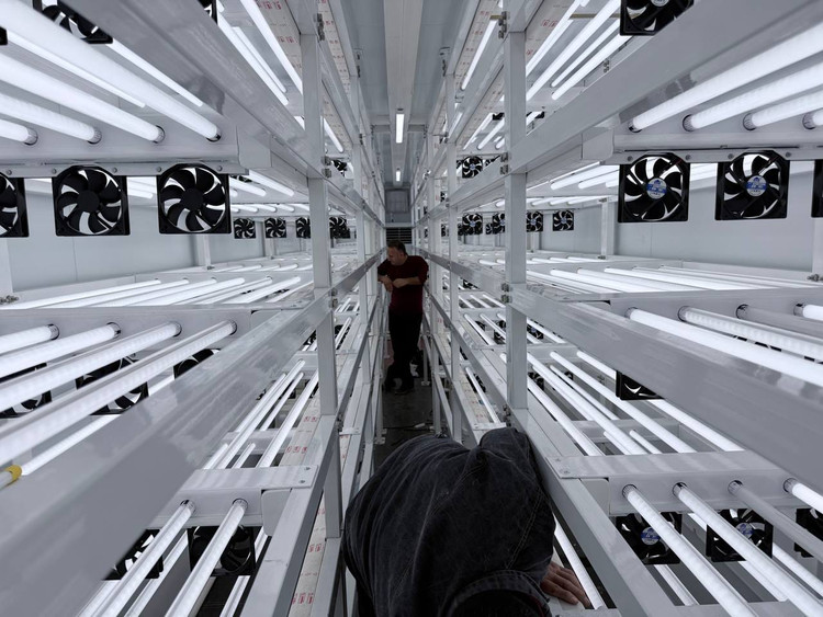 سامانه کشت عممودی داخل کانتینر ، Container base Vertical Farming