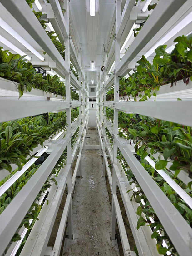 سامانه کشت عممودی داخل کانتینر ، Container base Vertical Farming